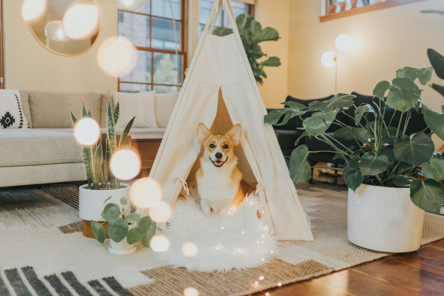 Dog Supplies