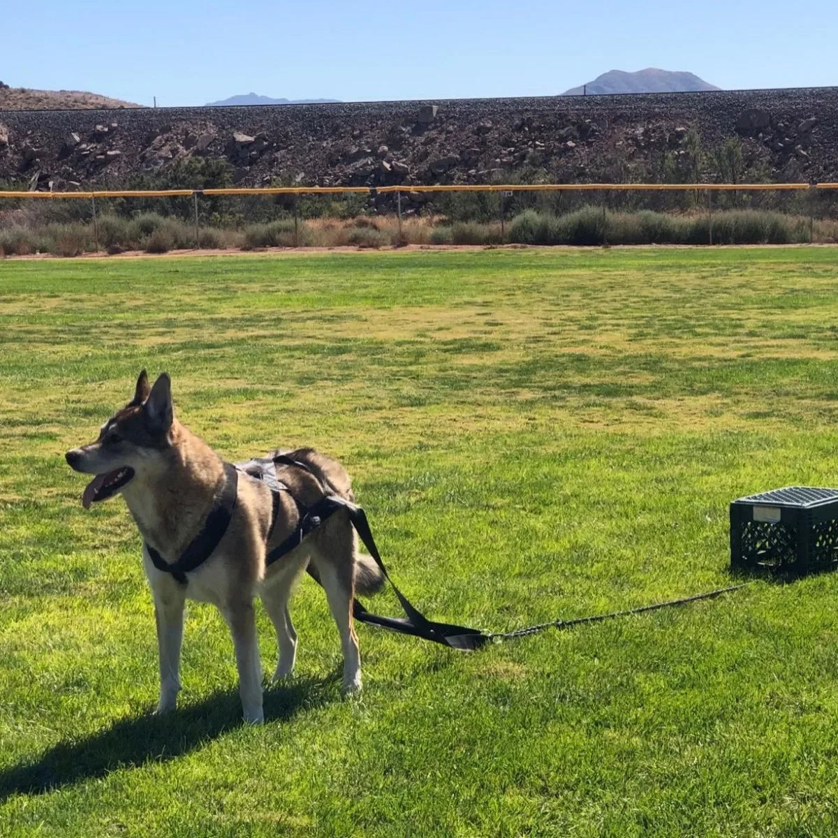 Large Working Dog Pull Training Leash