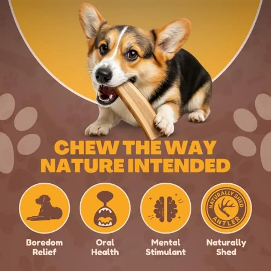 Premium Split Elk and Red Deer Antlers for Dogs